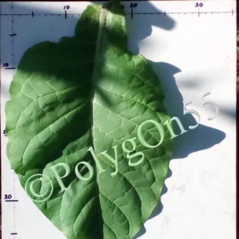 Red Rose лист первой ломки