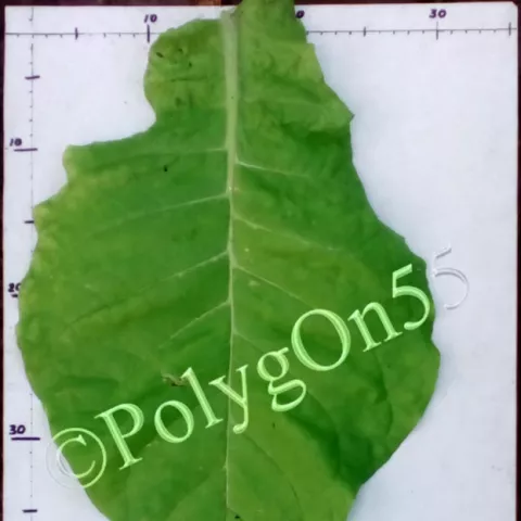 Rose Tobacco лист второй ломки