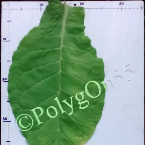 Rose Tobacco лист первой ломки