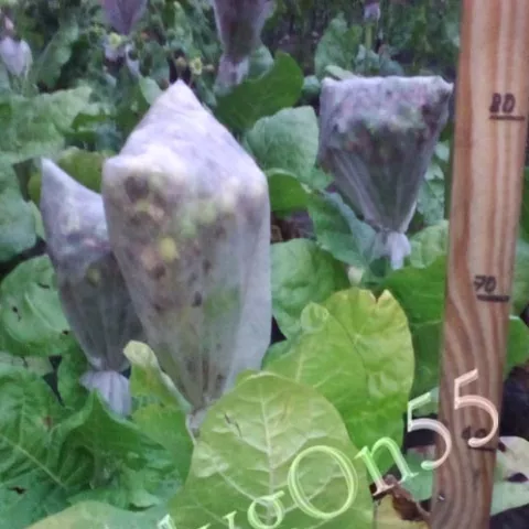 Бакун Кременецкий