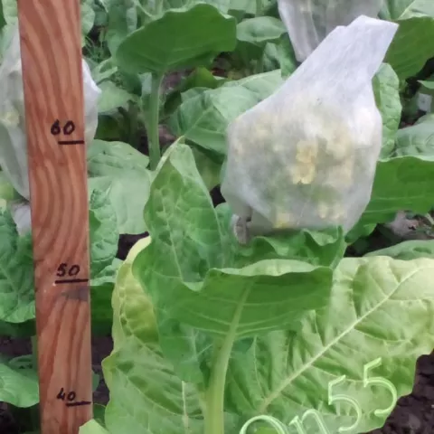 Бакун Кременецкий