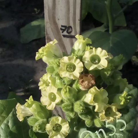 Махорка Девицкая (Dziewicka) цвет