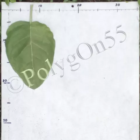 Махорка Девицкая (Dziewicka) лист