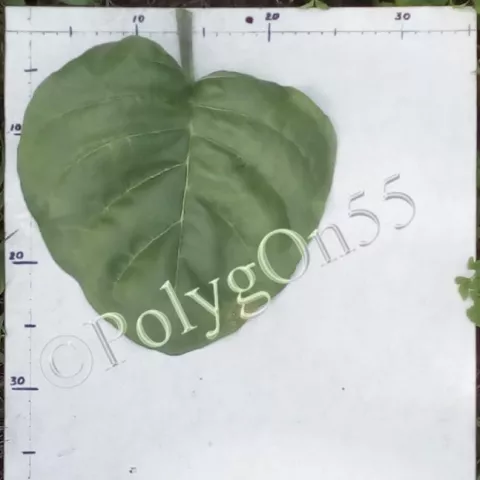 Махорка Дурман 904 (Durman 904) лист