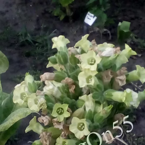 Махорка Souffii Setif цвет