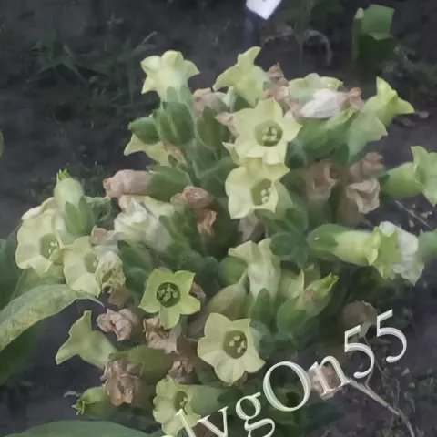 Махорка Харбин №6 (Harbin #6) цвет