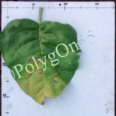 Ивишенская местная