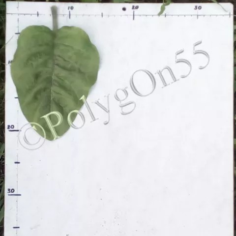 Махорка Махорка Манджурская (Mandżurska) лист