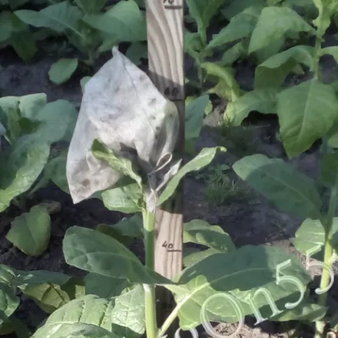 Махорка Махорка Манджурская (Mandżurska) куст