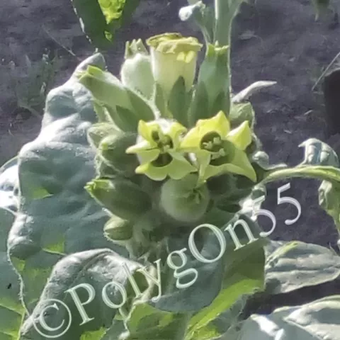 Махорка Манджурская (Mandżurska) цвет