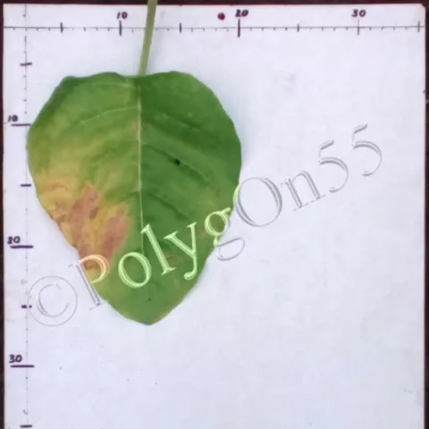 Aztec Mapacho Rapi Nui Thuoc lao