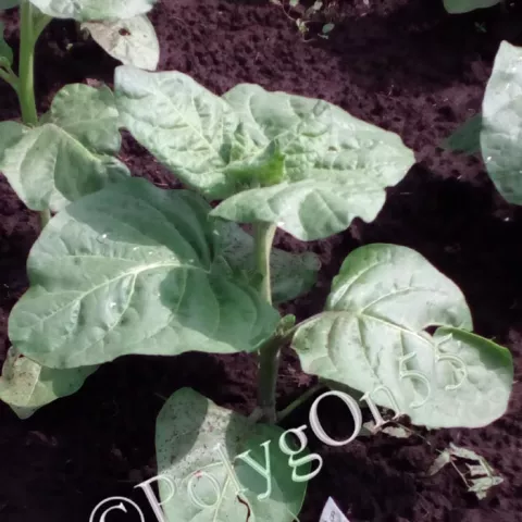 Вергун зеленый (Смолянка)