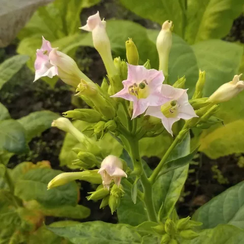 Samsun de Katherini_fl