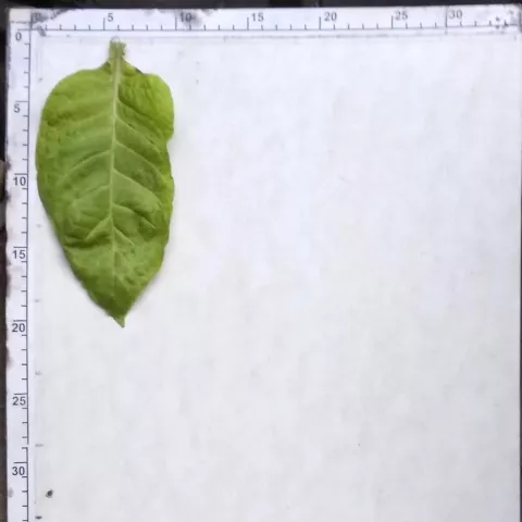 Samsun de Katherini_l