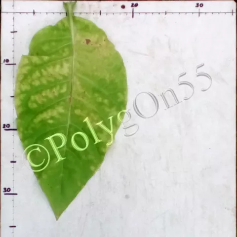 Samsun Maden лист третьей ломки