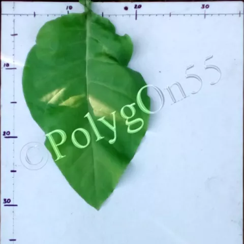 Samsun Maden лист второй ломки