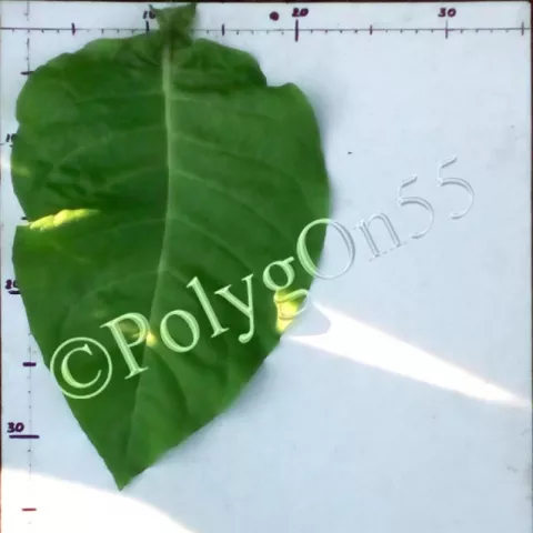 Samsun Maden лист первой ломки