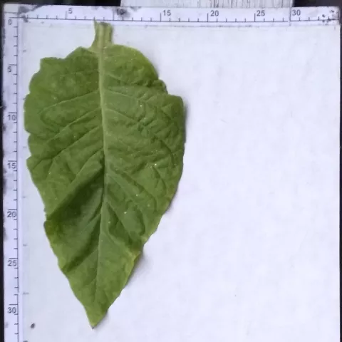 Samsun/табачное_l