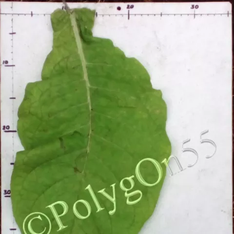 Scantic лист первой ломки