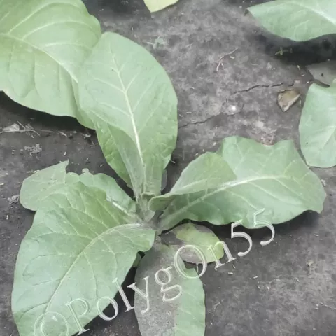 Табак Semois куст