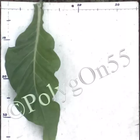 Табак Semois лист