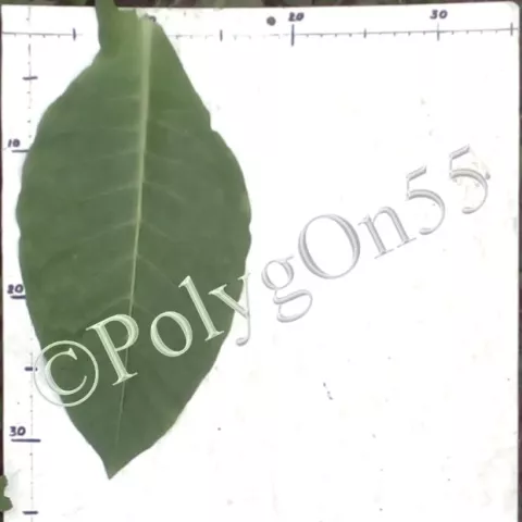 абак Shegedi Rozsa (Шегединская роза) лист