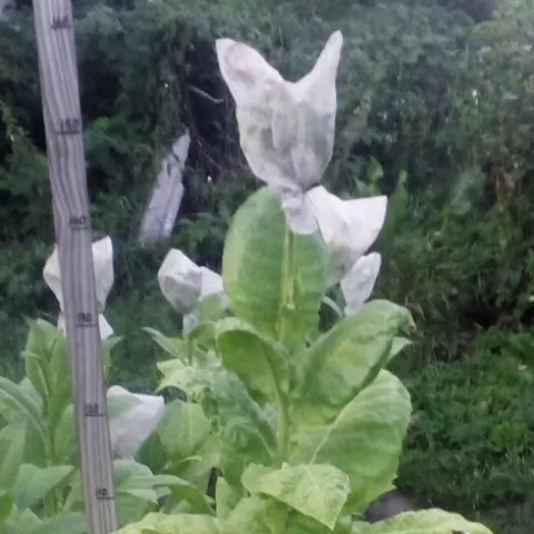 Табак Соболчский 15 (Sobolchskii 15) куст