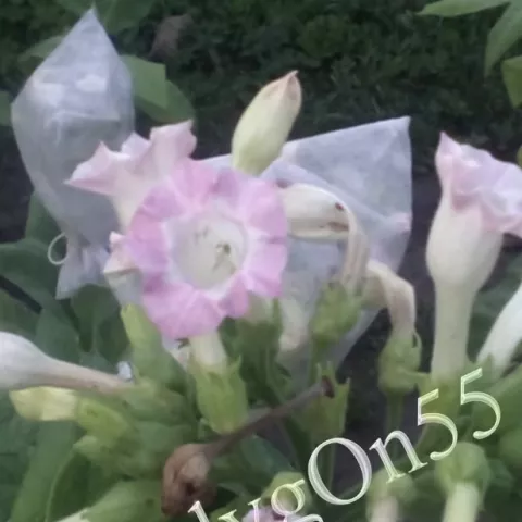 Табак Соболчский 15 (Sobolchskii 15) цвет