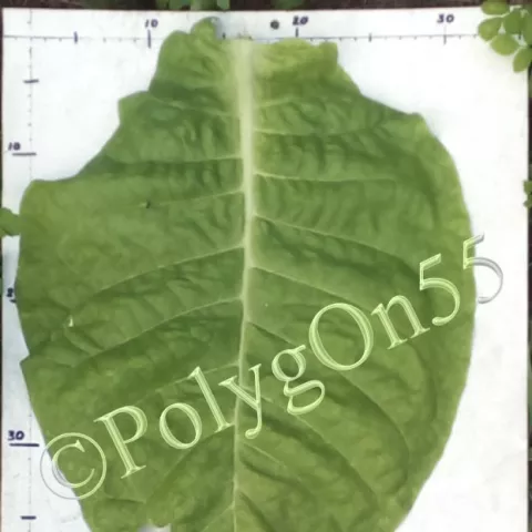 Табак Соболчский 15 (Sobolchskii 15) лист