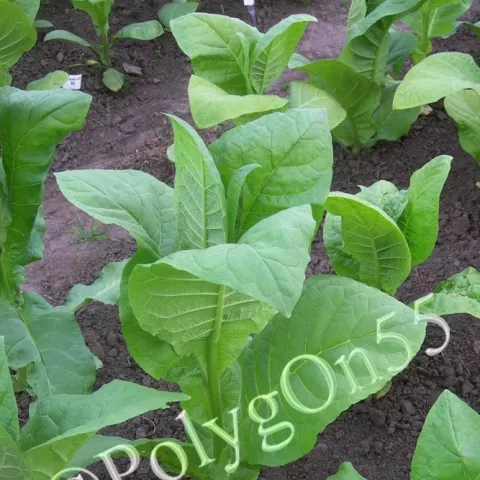 Соболчский 17