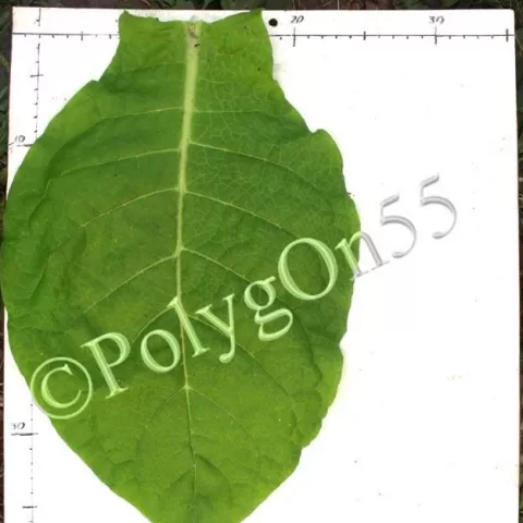 Соболчский 17