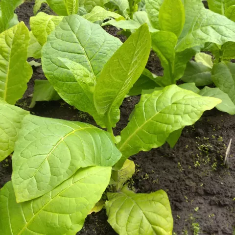 Соболчский 193_k