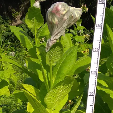 Соболчский 193_k1