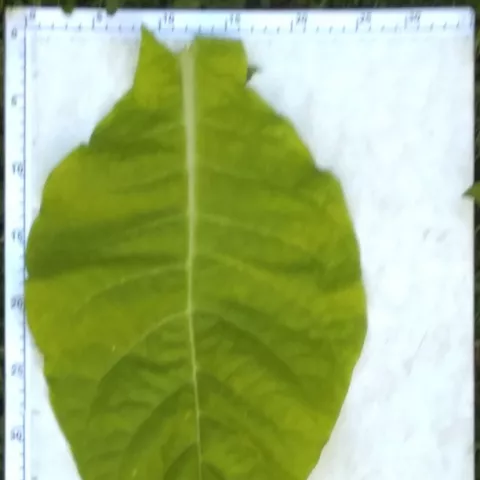 Соболчский 193_l