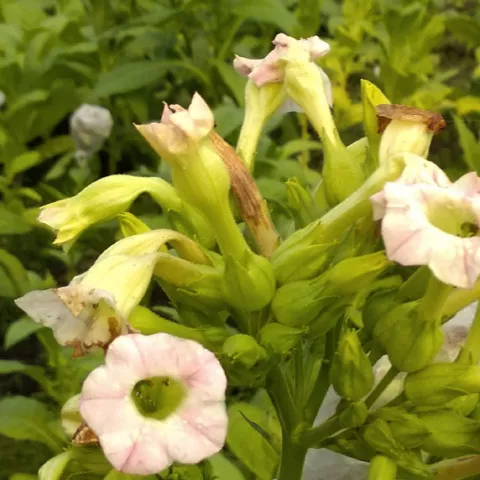 Stanimachka Basma 536_fl