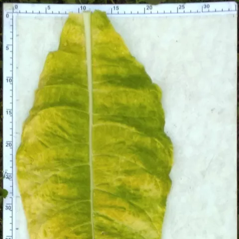 Тернопольский 14_l