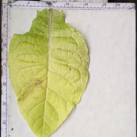 Тернопольский 7_l