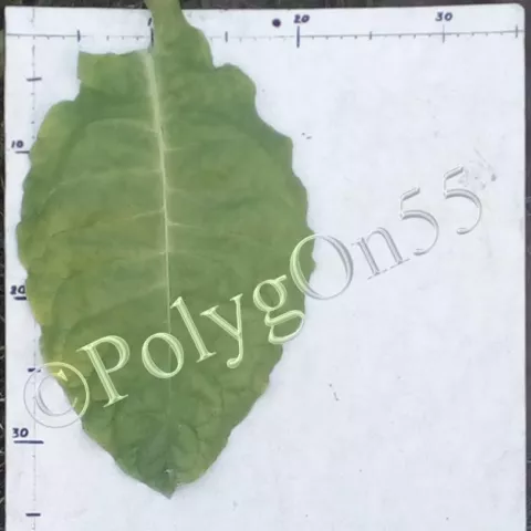 4 Big cuban лист