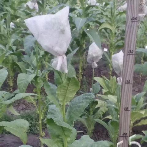 4 Big cuban куст