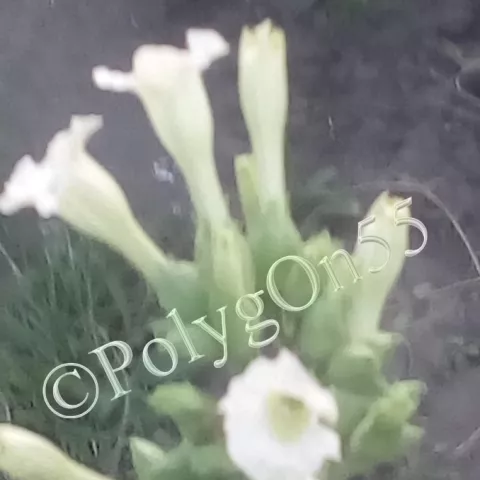 4 Big cuban цвет