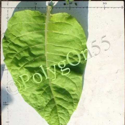 Трапезонд-92