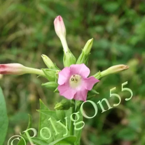 Трапезонд-92