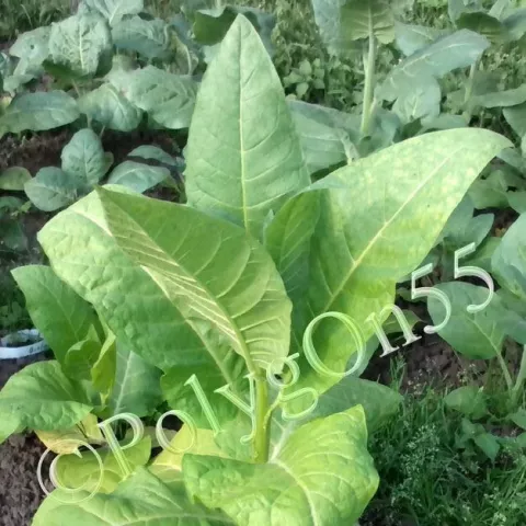 Трапезонд 15