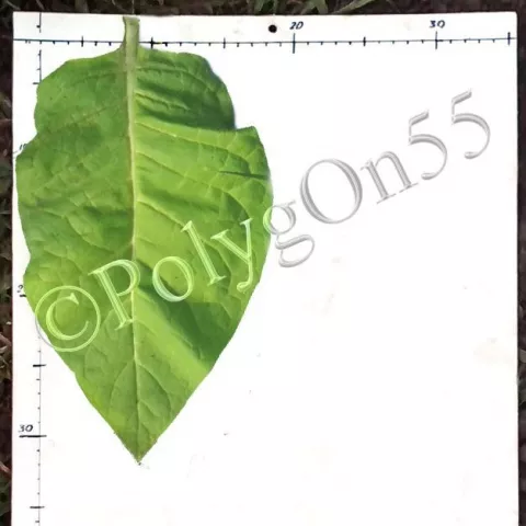 Трапезонд 15