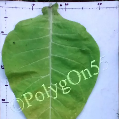 Трапезонд-182 (Trapezond 182)