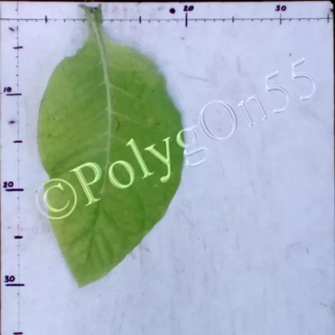 Трапезонд антоциановый окрас лист второй ломки