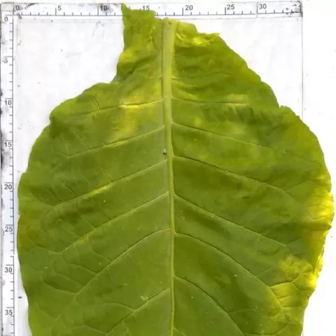 Украинский 85_l