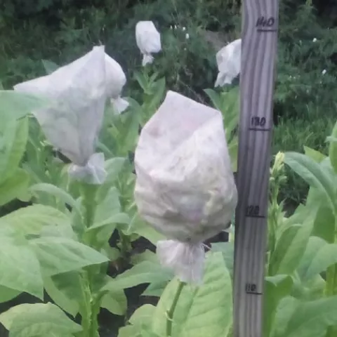 Табак Украинский 8 (Ukrainskii 8) куст