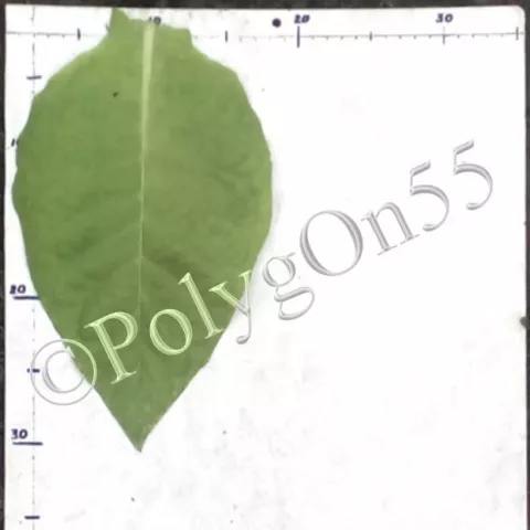 Табак Украинский 8 (Ukrainskii 8) лист