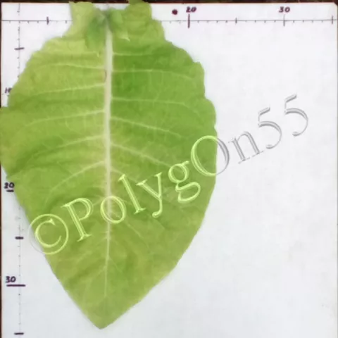 Virginia 15 лист второй ломки